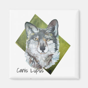 Wild Green Realistic Gray Wolf Canis Lupus Art   Magnet