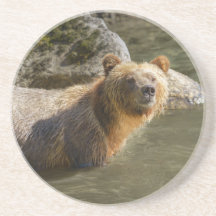 Wild Grizzly Bear am Fluss Orford