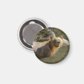 Wild Grizzly Bear am Fluss Orford Magnet (Vorderseite/Rückseite)