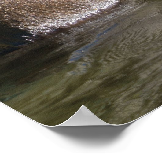 Wild Grizzly Bear am Fluss Orford Poster (Ecke)