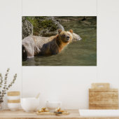 Wild Grizzly Bear am Fluss Orford Poster (Küche)