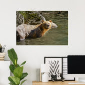 Wild Grizzly Bear am Fluss Orford Poster (Heimbüro)