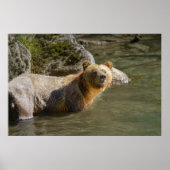 Wild Grizzly Bear am Fluss Orford Poster (Vorne)