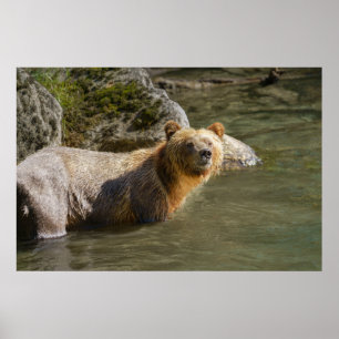 Wild Grizzly Bear am Fluss Orford Poster