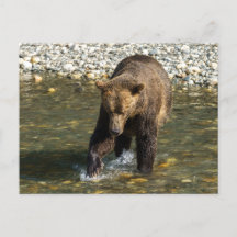 Wild Grizzly versucht Lachs an der Toba in