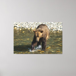 Wild Grizzly versucht Lachs an der Toba in Leinwanddruck