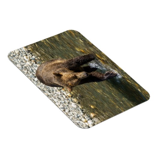 Wild Grizzly versucht Lachs an der Toba in Magnet (Rechte Seite)