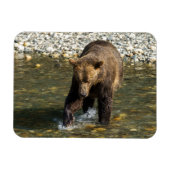 Wild Grizzly versucht Lachs an der Toba in Magnet (Horizontal)