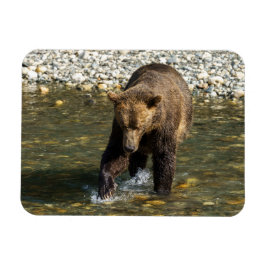 Wild Grizzly versucht Lachs an der Toba in Magnet