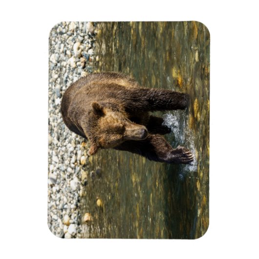 Wild Grizzly versucht Lachs an der Toba in Magnet (Vertikal)