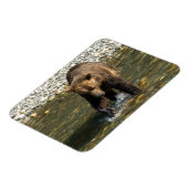 Wild Grizzly versucht Lachs an der Toba in Magnet (Linke Seite)