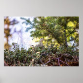 Wild Grouse Poster (Vorne)