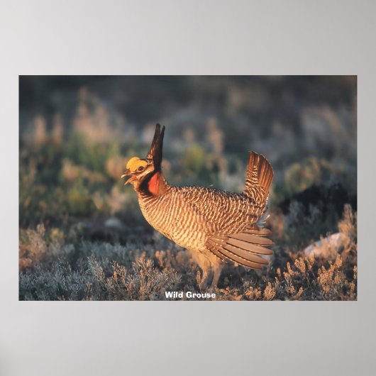 Wild Grouse Poster (Vorne)