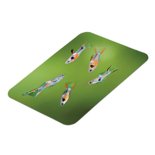Wild Guppy Magnet (Linke Seite)