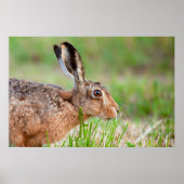 Wild hare close up eating grass in UK Poster (Vorne)