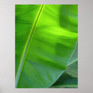 Wild Hawaiian Banana Trees Poster