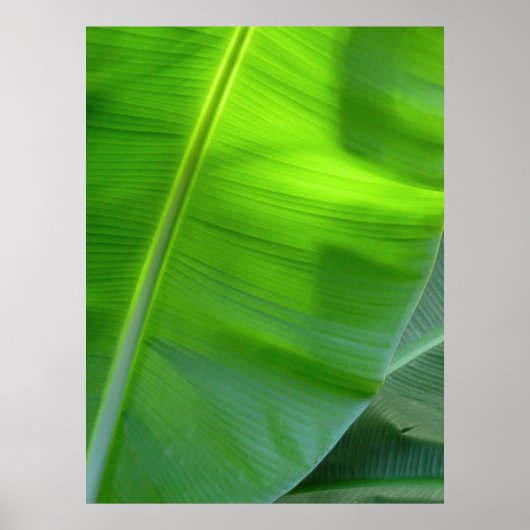 Wild Hawaiian Banana Trees Poster (Vorne)