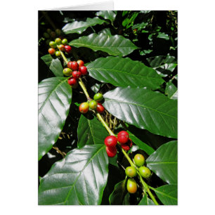 Wild Hawaiian Coffee