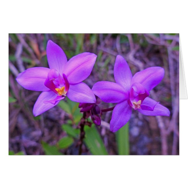 Wild Hawaiian Orchids (Vorderseite (Horizontal))