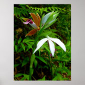 Wild Hawaiian Orchids Poster (Vorne)