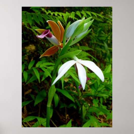 Wild Hawaiian Orchids Poster (Vorne)