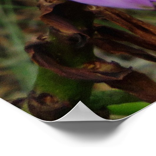 Wild Hawaiian Orchids Poster (Ecke)