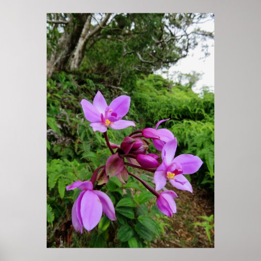 Wild Hawaiian Orchids Poster (Vorne)