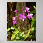 Wild Hawaiian Orchids Poster (Vorne)