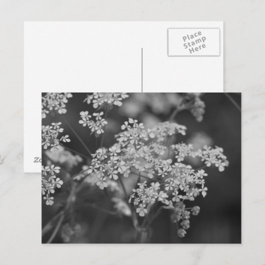 "Wild-Hog-Weed" Postkarte (Vorne/Hinten)