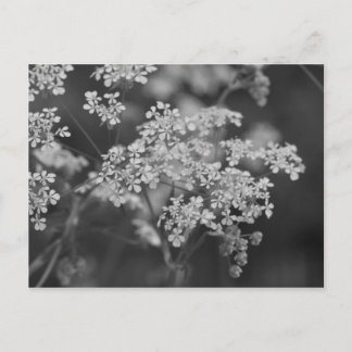 "Wild-Hog-Weed" Postkarte