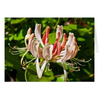 Wild Honeysuckle