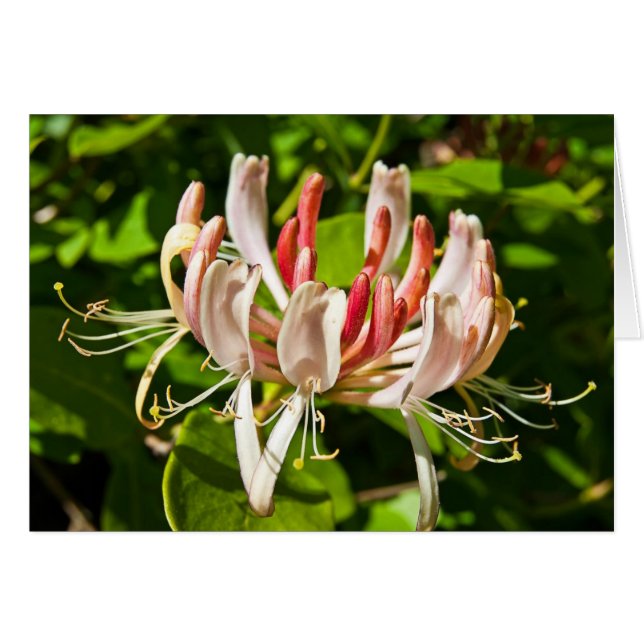 Wild Honeysuckle (Vorderseite (Horizontal))