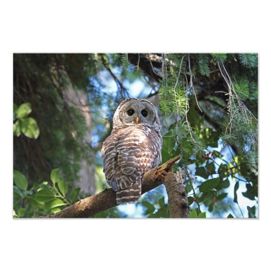 Wild-Hoot-Geflügel im Wald Fotodruck (Vorne)