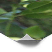 Wild-Hoot-Geflügel im Wald Poster (Ecke)