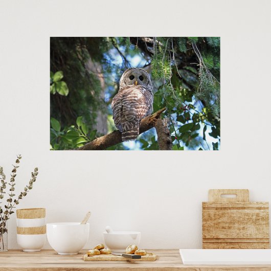 Wild-Hoot-Geflügel im Wald Poster (Küche)