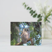 Wild-Hoot-Geflügel im Wald Postkarte (Stehend Vorderseite)