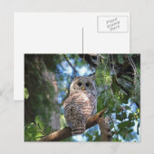 Wild-Hoot-Geflügel im Wald Postkarte (Vorne/Hinten)