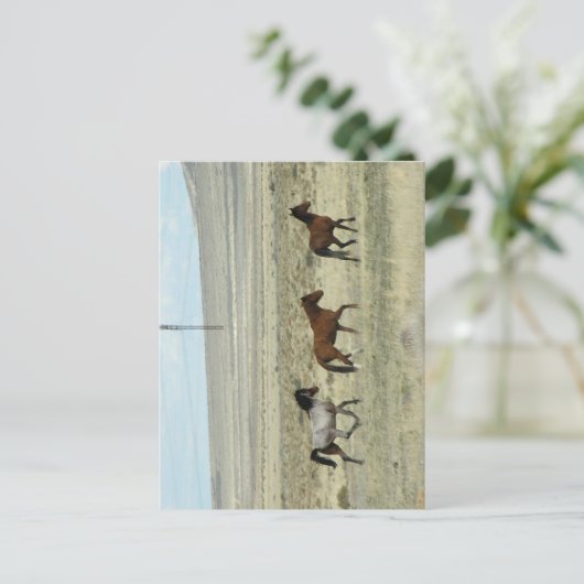 Wild Hore Studs Postkarte (Stehend Vorderseite)