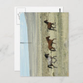 Wild Hore Studs Postkarte (Vorne/Hinten)