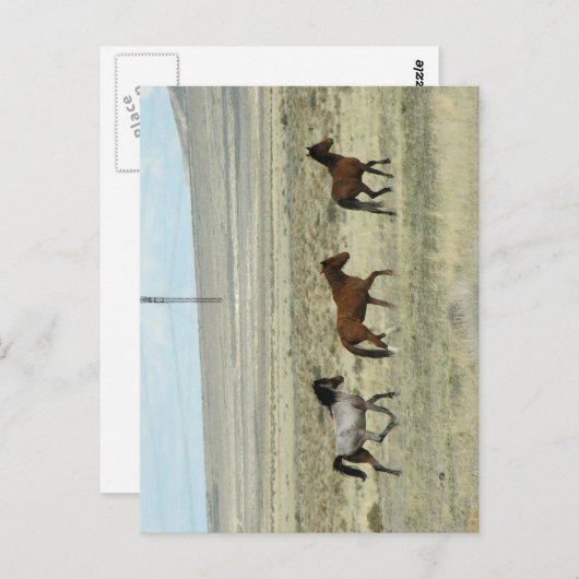 Wild Hore Studs Postkarte (Vorne/Hinten)