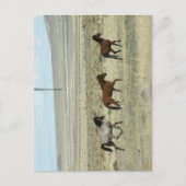 Wild Hore Studs Postkarte (Vorderseite)