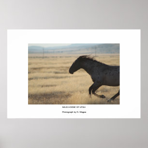 WILD HORSE DER UTAH FOTOGRAPH POSTER