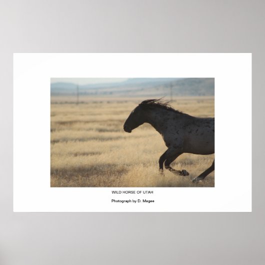 WILD HORSE DER UTAH FOTOGRAPH POSTER (Vorne)