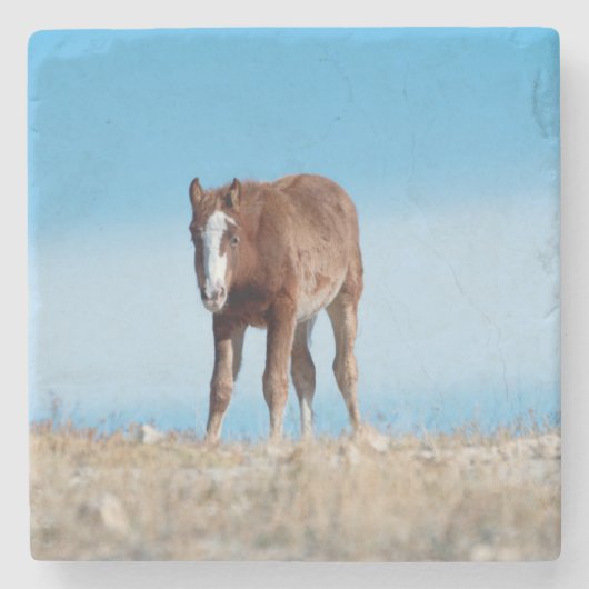 Wild Horse Foal Steinuntersetzer (Vorderseite)