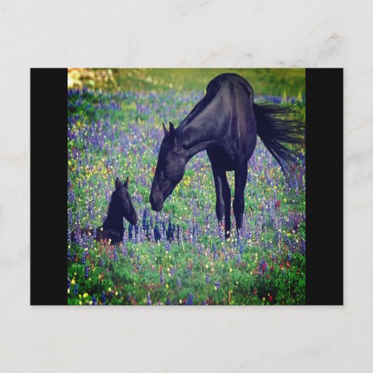 Wild Horse Postcard Postkarte (Vorderseite)
