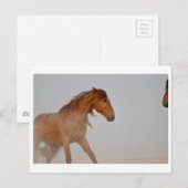 WILD HORSE VON UTAH IN WESTERN DESERT POSTKARTE (Vorne/Hinten)