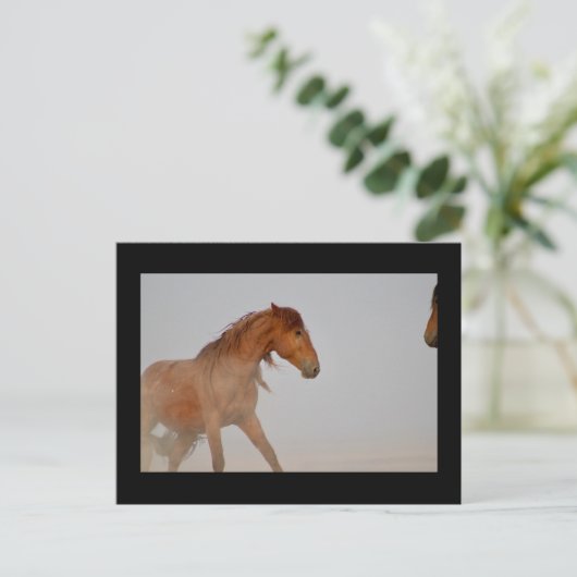 WILD HORSE VON UTAH IN WESTERN DESERT POSTKARTE (Stehend Vorderseite)