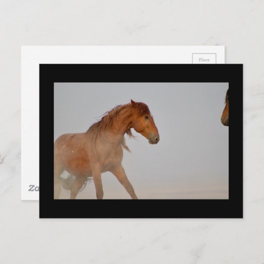 WILD HORSE VON UTAH IN WESTERN DESERT POSTKARTE (Vorne/Hinten)