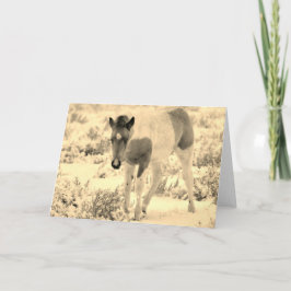 WILD HORSES OF UTAH BLANK CARD FOAL KARTE
