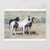 WILD HORSES POSTKARTE (Vorderseite)